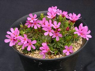 Douglasia laevigata var. ciliolata